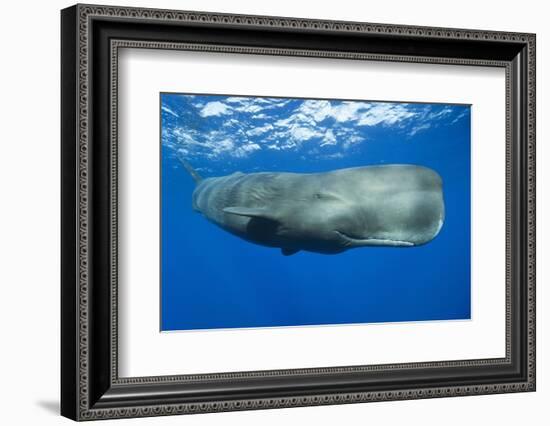Sperm Whale (Physeter Macrocephalus)-Reinhard Dirscherl-Framed Premium Photographic Print
