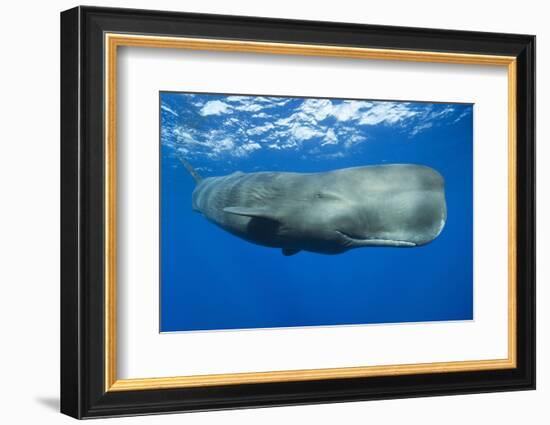 Sperm Whale (Physeter Macrocephalus)-Reinhard Dirscherl-Framed Premium Photographic Print