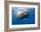 Sperm Whale (Physeter Macrocephalus)-Reinhard Dirscherl-Framed Photographic Print