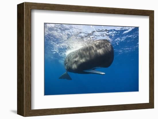 Sperm Whale (Physeter Macrocephalus)-Reinhard Dirscherl-Framed Photographic Print