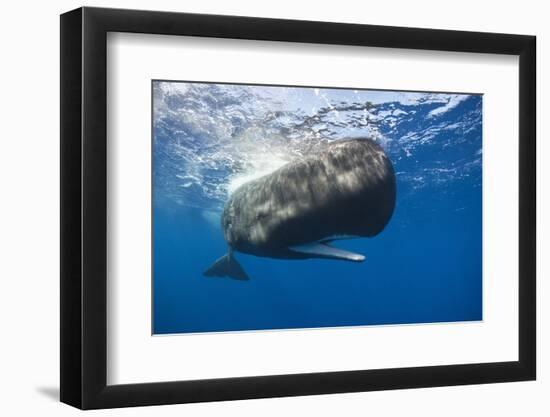 Sperm Whale (Physeter Macrocephalus)-Reinhard Dirscherl-Framed Photographic Print