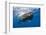 Sperm Whale (Physeter Macrocephalus)-Reinhard Dirscherl-Framed Photographic Print