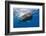 Sperm Whale (Physeter Macrocephalus)-Reinhard Dirscherl-Framed Photographic Print