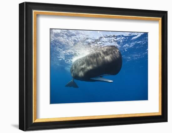 Sperm Whale (Physeter Macrocephalus)-Reinhard Dirscherl-Framed Photographic Print