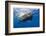 Sperm Whale (Physeter Macrocephalus)-Reinhard Dirscherl-Framed Photographic Print