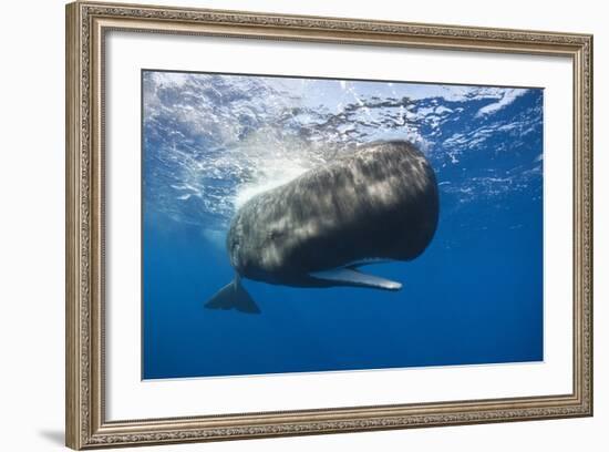 Sperm Whale (Physeter Macrocephalus)-Reinhard Dirscherl-Framed Photographic Print