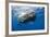 Sperm Whale (Physeter Macrocephalus)-Reinhard Dirscherl-Framed Photographic Print