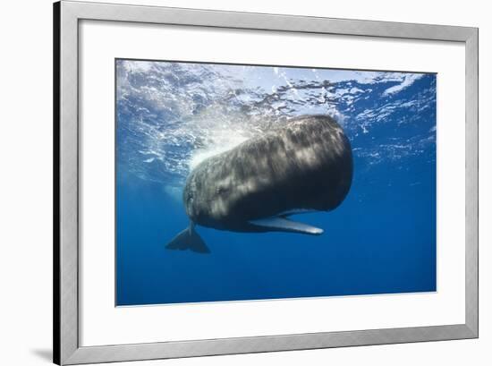 Sperm Whale (Physeter Macrocephalus)-Reinhard Dirscherl-Framed Photographic Print