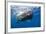 Sperm Whale (Physeter Macrocephalus)-Reinhard Dirscherl-Framed Photographic Print