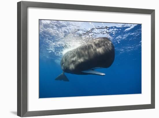 Sperm Whale (Physeter Macrocephalus)-Reinhard Dirscherl-Framed Photographic Print