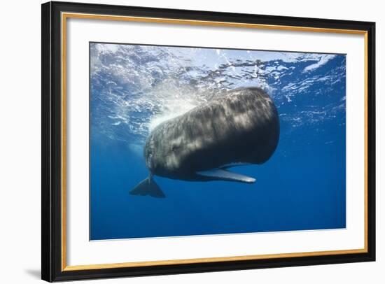 Sperm Whale (Physeter Macrocephalus)-Reinhard Dirscherl-Framed Photographic Print