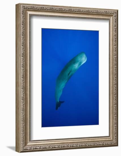 Sperm Whale (Physeter Macrocephalus)-Reinhard Dirscherl-Framed Photographic Print