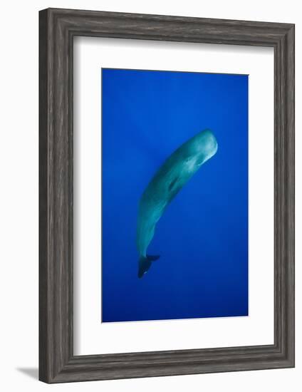 Sperm Whale (Physeter Macrocephalus)-Reinhard Dirscherl-Framed Photographic Print