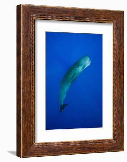 Sperm Whale (Physeter Macrocephalus)-Reinhard Dirscherl-Framed Photographic Print