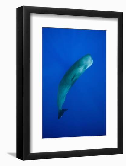 Sperm Whale (Physeter Macrocephalus)-Reinhard Dirscherl-Framed Photographic Print