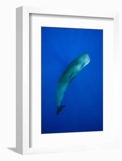 Sperm Whale (Physeter Macrocephalus)-Reinhard Dirscherl-Framed Photographic Print