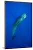 Sperm Whale (Physeter Macrocephalus)-Reinhard Dirscherl-Mounted Photographic Print