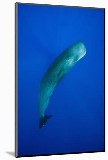 Sperm Whale (Physeter Macrocephalus)-Reinhard Dirscherl-Mounted Photographic Print