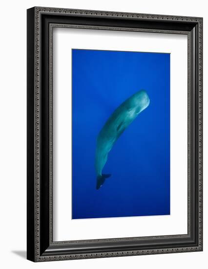 Sperm Whale (Physeter Macrocephalus)-Reinhard Dirscherl-Framed Photographic Print