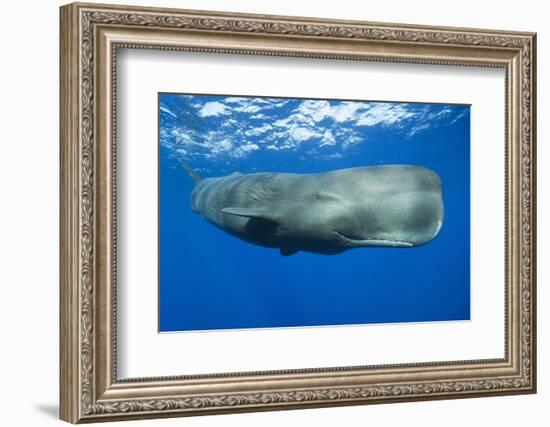 Sperm Whale (Physeter Macrocephalus)-Reinhard Dirscherl-Framed Photographic Print