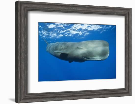 Sperm Whale (Physeter Macrocephalus)-Reinhard Dirscherl-Framed Photographic Print