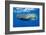 Sperm Whale (Physeter Macrocephalus)-Reinhard Dirscherl-Framed Photographic Print