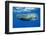 Sperm Whale (Physeter Macrocephalus)-Reinhard Dirscherl-Framed Photographic Print