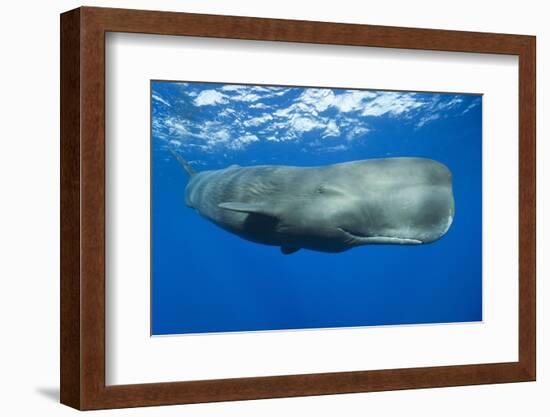 Sperm Whale (Physeter Macrocephalus)-Reinhard Dirscherl-Framed Photographic Print