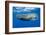 Sperm Whale (Physeter Macrocephalus)-Reinhard Dirscherl-Framed Photographic Print