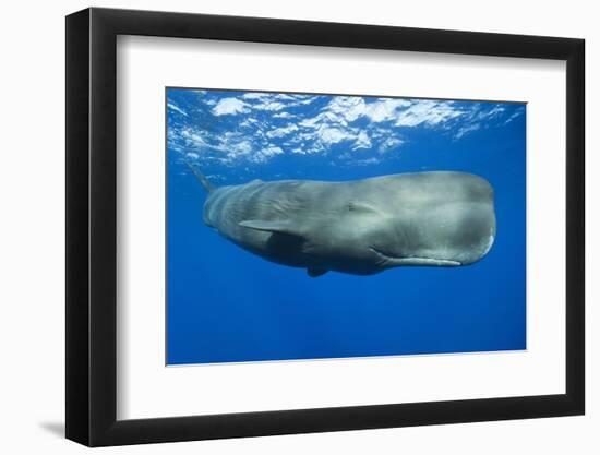 Sperm Whale (Physeter Macrocephalus)-Reinhard Dirscherl-Framed Photographic Print