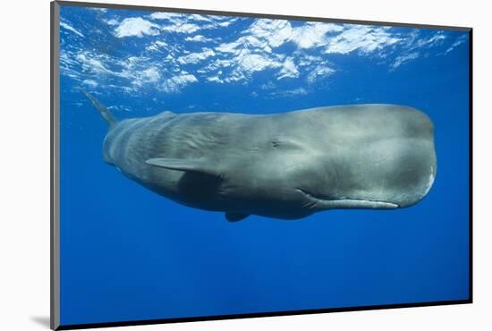 Sperm Whale (Physeter Macrocephalus)-Reinhard Dirscherl-Mounted Photographic Print