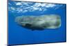 Sperm Whale (Physeter Macrocephalus)-Reinhard Dirscherl-Mounted Photographic Print