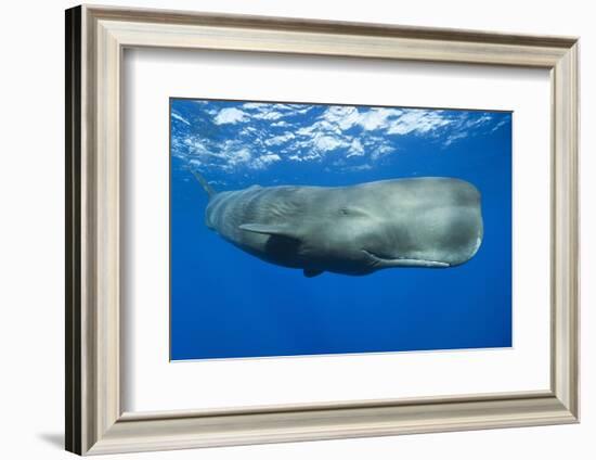 Sperm Whale (Physeter Macrocephalus)-Reinhard Dirscherl-Framed Photographic Print