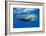 Sperm Whale (Physeter Macrocephalus)-Reinhard Dirscherl-Framed Photographic Print