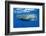 Sperm Whale (Physeter Macrocephalus)-Reinhard Dirscherl-Framed Photographic Print