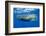 Sperm Whale (Physeter Macrocephalus)-Reinhard Dirscherl-Framed Photographic Print