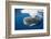 Sperm Whale (Physeter Macrocephalus)-Reinhard Dirscherl-Framed Photographic Print