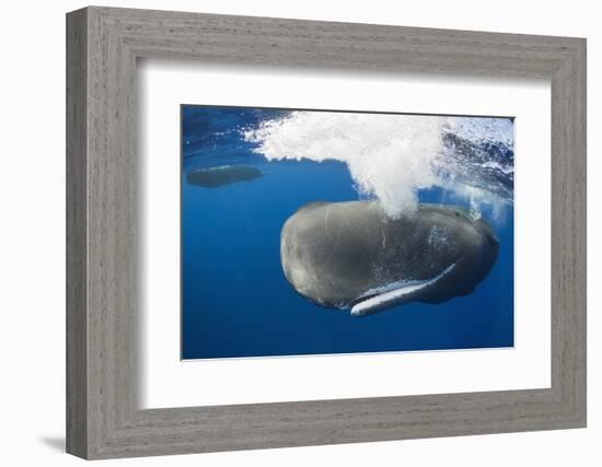 Sperm Whale (Physeter Macrocephalus)-Reinhard Dirscherl-Framed Photographic Print