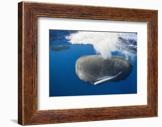 Sperm Whale (Physeter Macrocephalus)-Reinhard Dirscherl-Framed Photographic Print