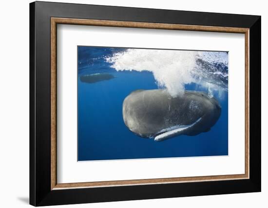 Sperm Whale (Physeter Macrocephalus)-Reinhard Dirscherl-Framed Photographic Print