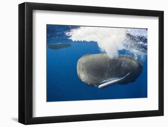 Sperm Whale (Physeter Macrocephalus)-Reinhard Dirscherl-Framed Photographic Print