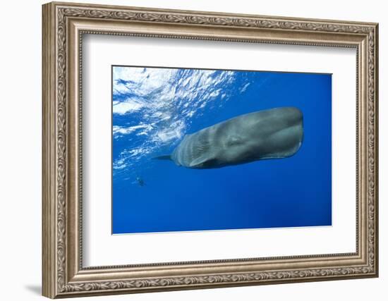 Sperm Whale (Physeter Macrocephalus)-Reinhard Dirscherl-Framed Photographic Print