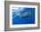 Sperm Whale (Physeter Macrocephalus)-Reinhard Dirscherl-Framed Photographic Print