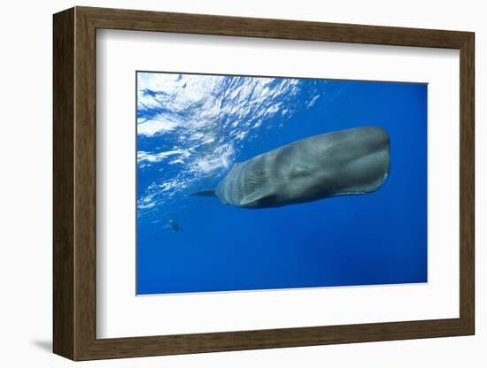 Sperm Whale (Physeter Macrocephalus)-Reinhard Dirscherl-Framed Photographic Print