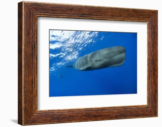 Sperm Whale (Physeter Macrocephalus)-Reinhard Dirscherl-Framed Photographic Print