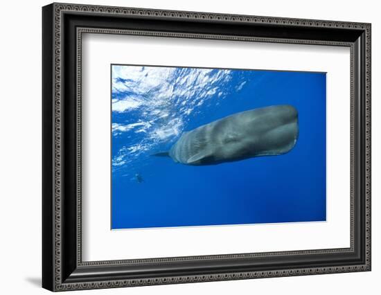 Sperm Whale (Physeter Macrocephalus)-Reinhard Dirscherl-Framed Photographic Print