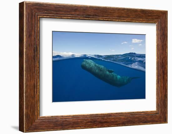 Sperm Whale (Physeter Macrocephalus)-Reinhard Dirscherl-Framed Photographic Print