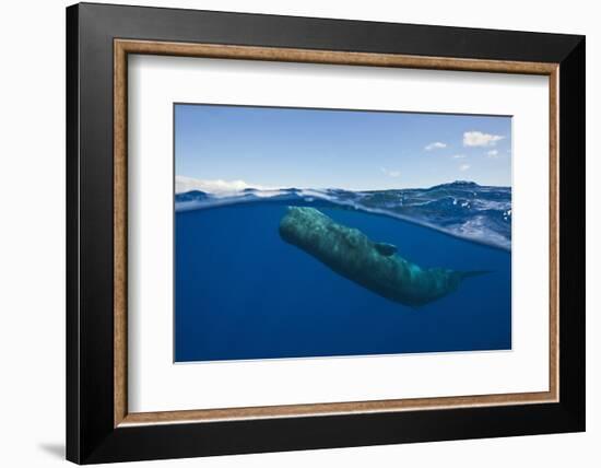 Sperm Whale (Physeter Macrocephalus)-Reinhard Dirscherl-Framed Photographic Print