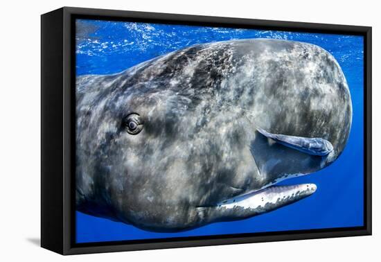 Sperm whale portrait, with remora fish, Dominica, Caribbean Sea, Atlantic Ocean-Franco Banfi-Framed Premier Image Canvas