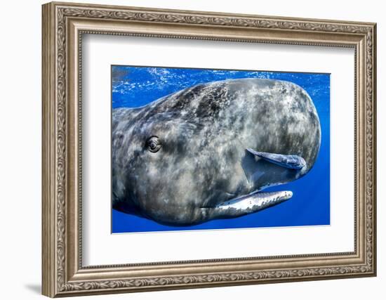 Sperm whale portrait, with remora fish, Dominica, Caribbean Sea, Atlantic Ocean-Franco Banfi-Framed Photographic Print